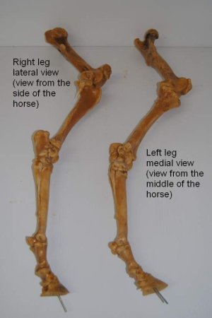 Labelled Leg