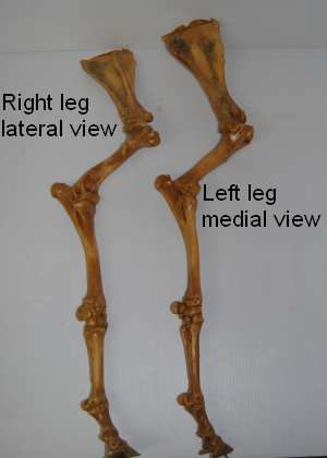 2011_Oct_21_2_lateral_and_medial_foreleg.jpg