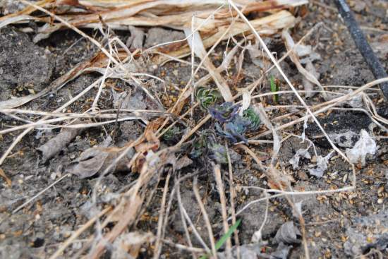 2014 April 25 14 Columbines are starting.JPG