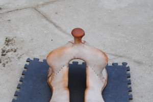 2014 April 25 6 Will James saddle tree starting to dry.JPG