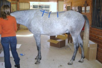 2014 May 6 6 larger horse with longer back.JPG