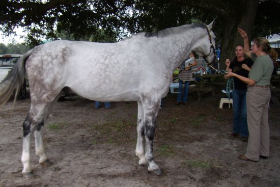 2014 May 6 11 level horse.JPG