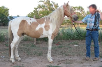 2014 May 6 5 small horse with short back.JPG